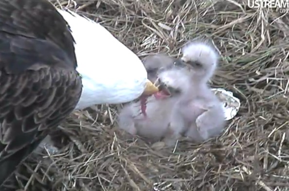 ScreenHunter_36 Mar. 31 14.02.jpg